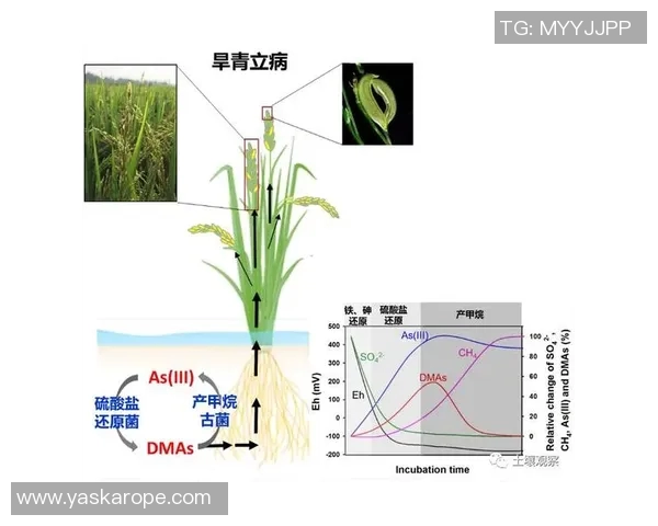 探讨成都网球队员个人能力提升与团队协作的关系分析 探讨成都网球队员个人能力提升与团队协作的关系分析